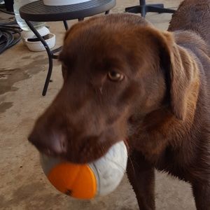 Meet your Posher, Roger